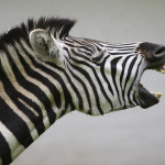 zebra - yelling